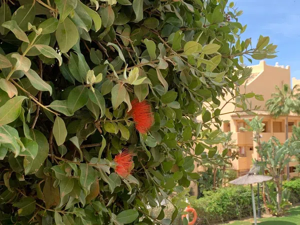 Piso en calle Hiedra, 98 - Foto 24