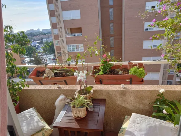 Piso en Calle del Notario Salvador Montesinos Bonet, 17, Centro, Centro - Foto 15