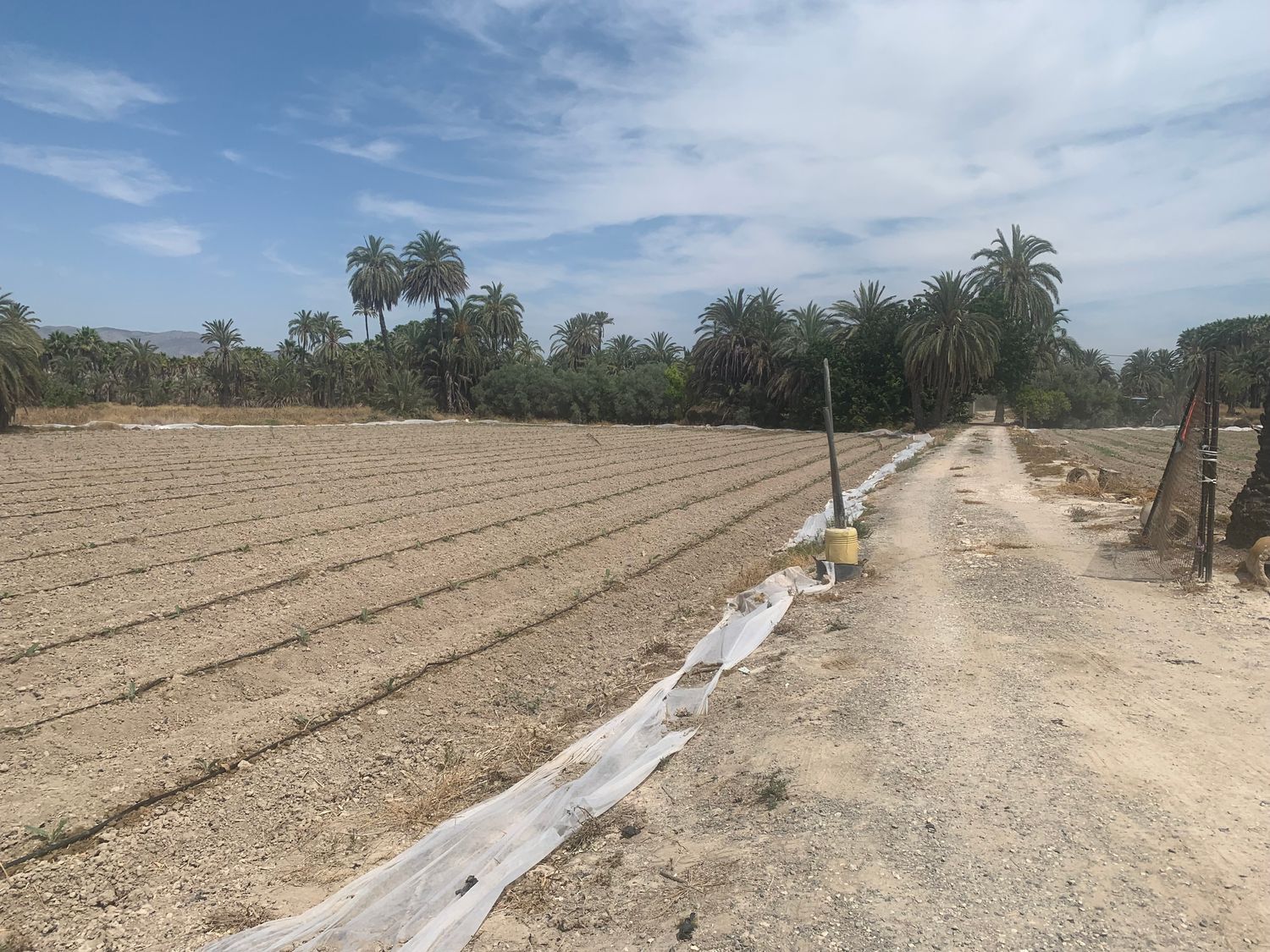 Finca rústica en Carretera de Elche a Casas del León, 30, Algoda-Matola-Llano de San José, Algoda-Matola-Llano de San José - Foto 11