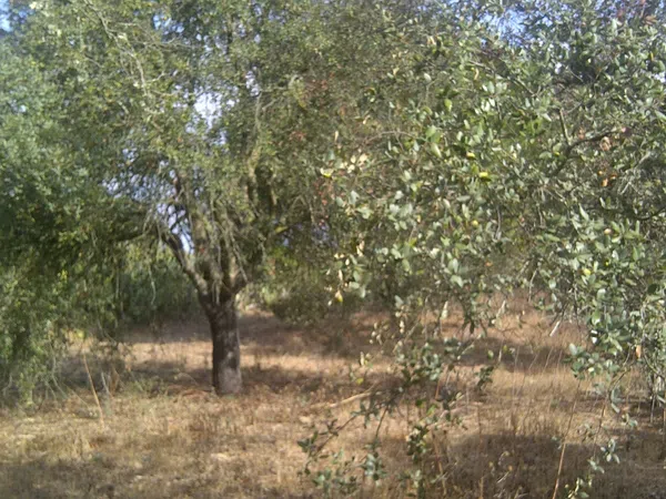 Casa independiente en camino de Melilla s/n - Foto 9