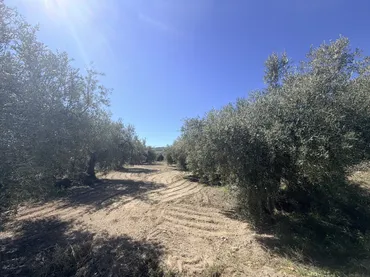 Finca rústica en  Paraje los Carriles 59 - Foto 7