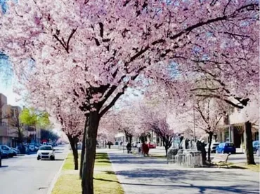 Piso en  Avenida de Antonio López 18 - Foto 16