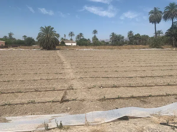 Finca rústica en Carretera de Elche a Casas del León, 30, Algoda-Matola-Llano de San José, Algoda-Matola-Llano de San José - Foto 12