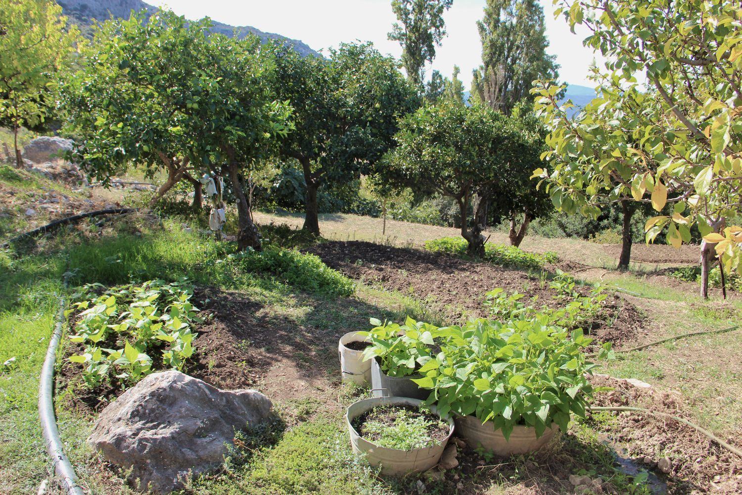 Casa rural en Avenida de Cadiz, 3 - Foto 35