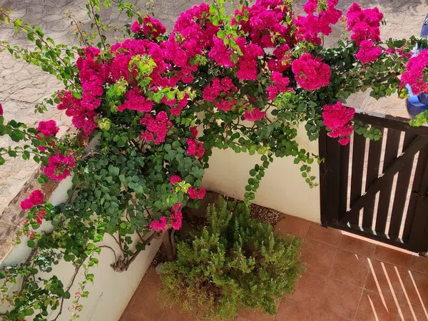 Chalet adosado en Calle Cala Higuera s/n - Foto 15