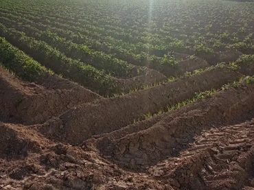 Finca rústica en  Carril de los Murcia 5 - Foto 17