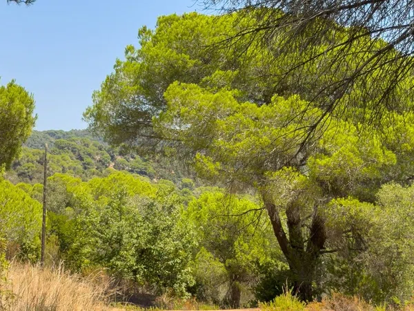 Masía en Masía en Diseminado Veinat de Sant Daniel, 104, Mas Mora - Sant Daniel, Mas Mora - Sant Daniel - Foto 15