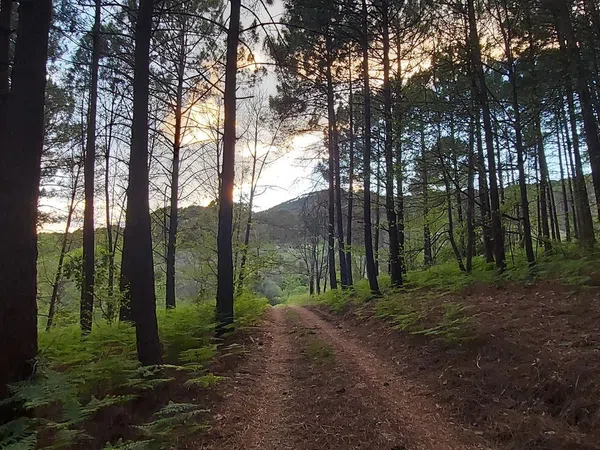 Casa o chalet independiente en Carretera Forestal de la Pregonera, 924 Av - Foto 10