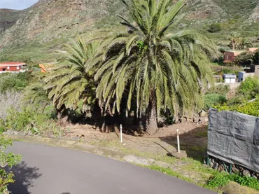 Finca rústica en  Carretera el Palmar 18 - Foto 1