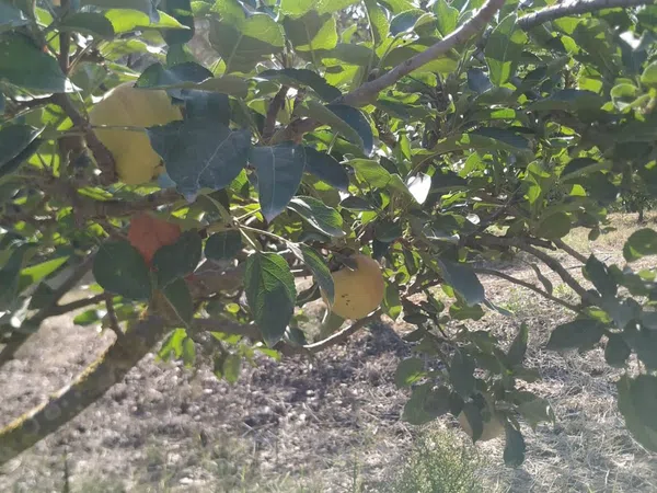 Finca rústica en Diseminados dirección a Puñanilla s/n - Foto 21