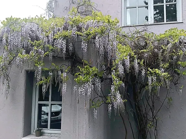 Casa independiente en Urb. santo domingo Santo Domingo - Foto 5