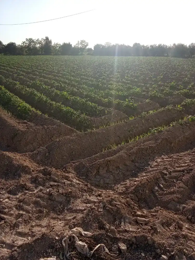 Finca rústica en  Carril de los Murcia 5 - Foto 17