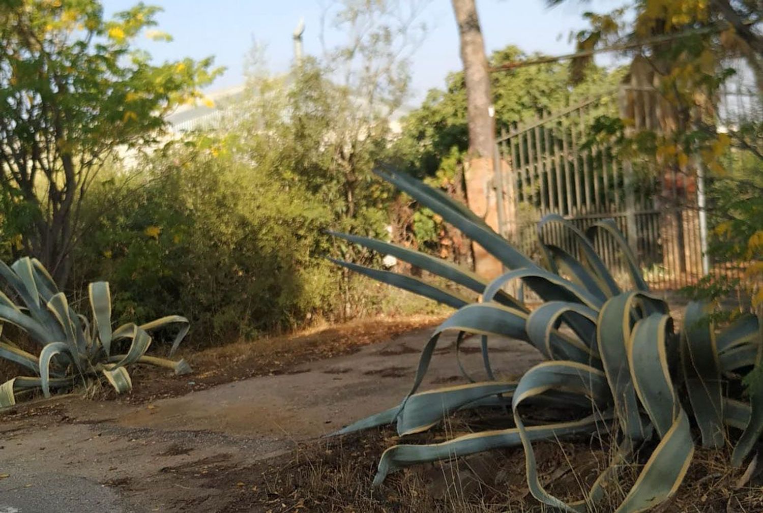 Finca rústica en Diseminados dirección a Puñanilla s/n - Foto 6
