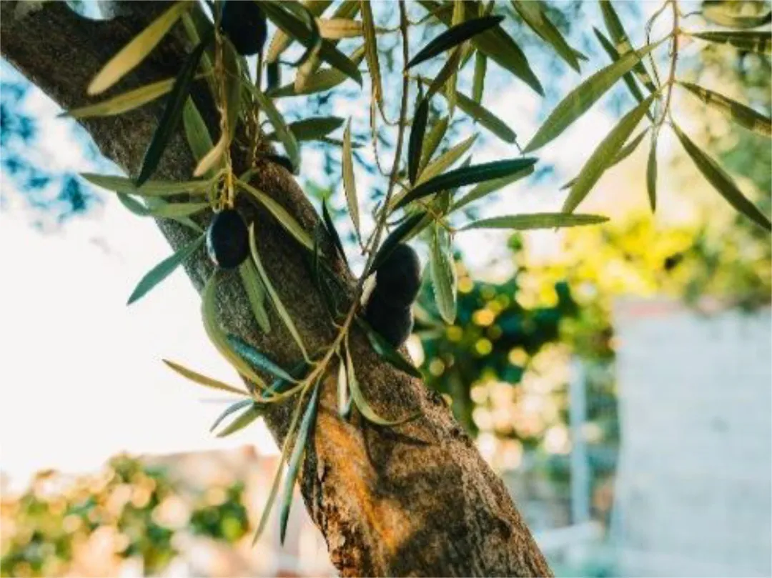 Casa adosada en  Calle Gran Vía 51 - Foto 36