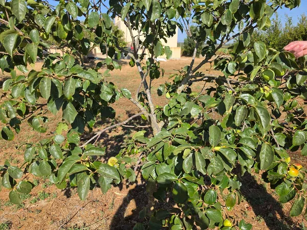 Finca rústica en Vereda de la Tarde, 3, Núcleo Urbano, Núcleo Urbano - Foto 28