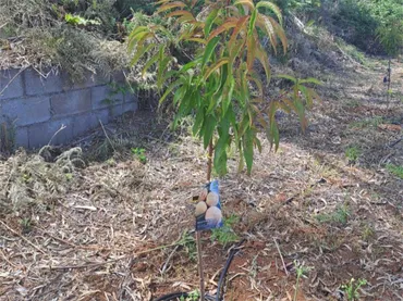 Terreno No Urbanizable en  Camino Real 308 - Foto 19