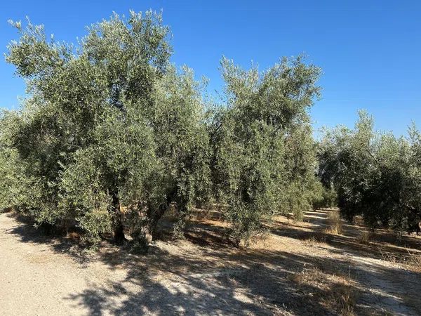Cortijo en Cortijo en Diseminado Albaicin, 63 - Foto 21