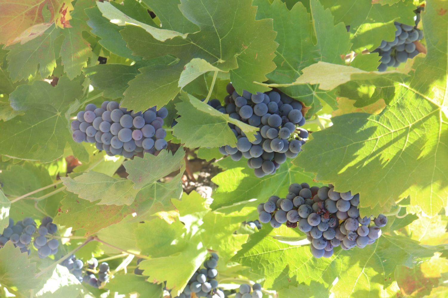 Chalet pareado en carretera Cc-431 s/n - Foto 35