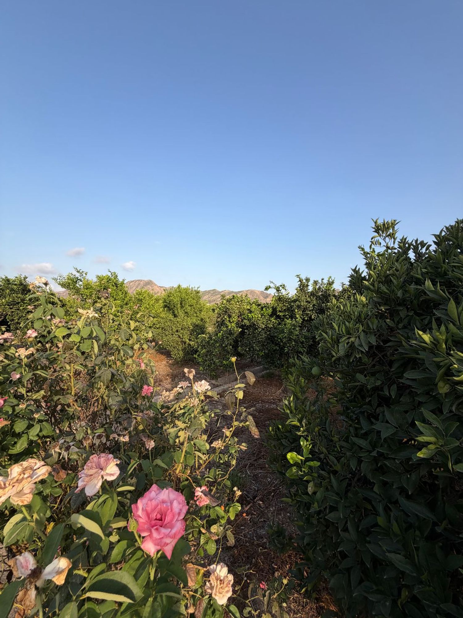 Finca rústica en Camino de los Plazas, 16, San José de la Vega - Foto 37