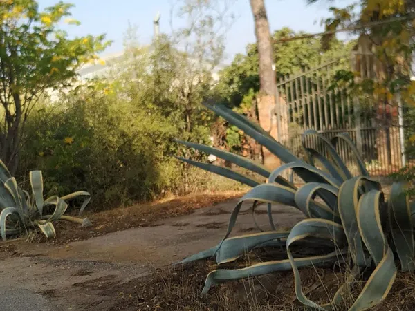 Finca rústica en Diseminados dirección a Puñanilla s/n - Foto 6