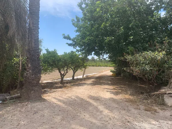 Finca rústica en Carretera de Elche a Casas del León, 30, Algoda-Matola-Llano de San José, Algoda-Matola-Llano de San José - Foto 14
