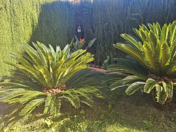 Chalet pareado en Urb. mascamarena Centro - Foto 14