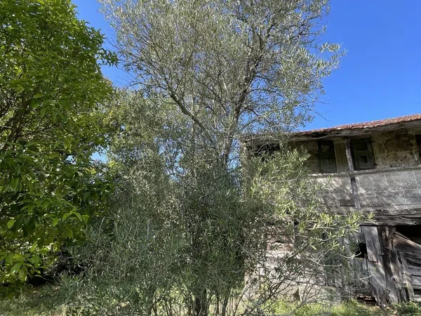 Finca rústica en Poulo s/n - Foto 8