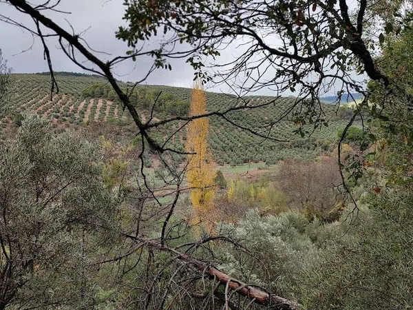 Cortijo en Carretera a Cortijos Nuevos s/n - Foto 6