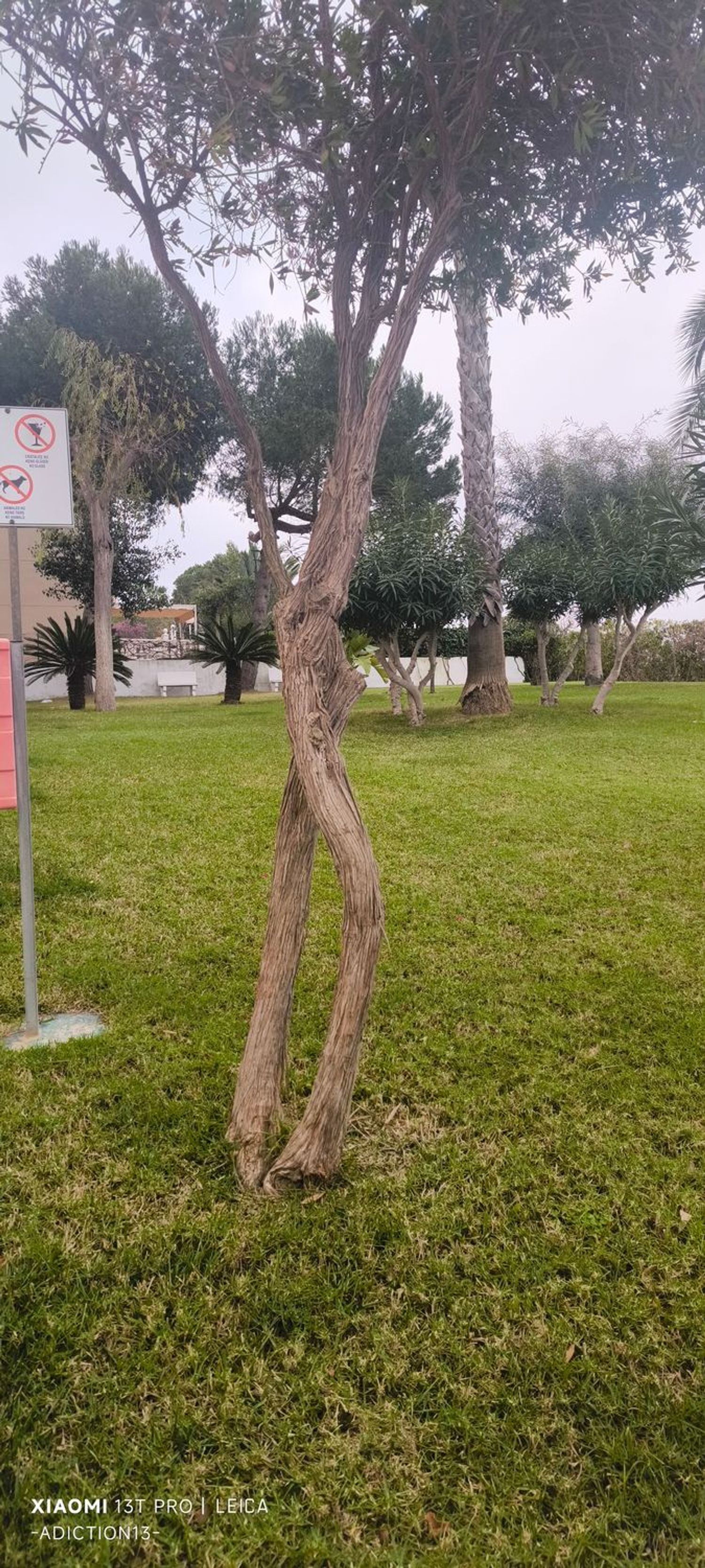 Ático en Avenida Corinto, 27, Torreblanca - Foto 13