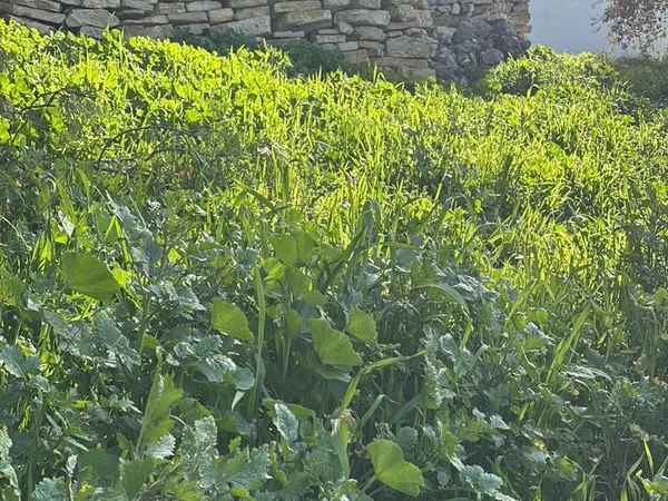 Cortijo en Cortijo en ventorros de san jose s/n - Foto 1