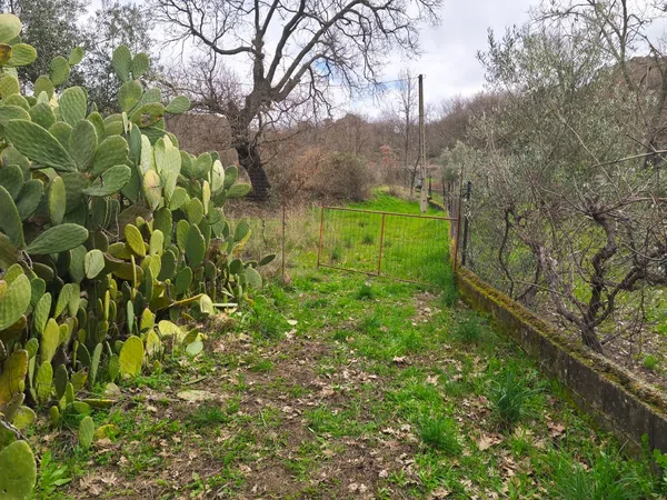 Finca rústica en Poblado los Arroyos de Abajo, 39 poligonoparcela - Foto 38