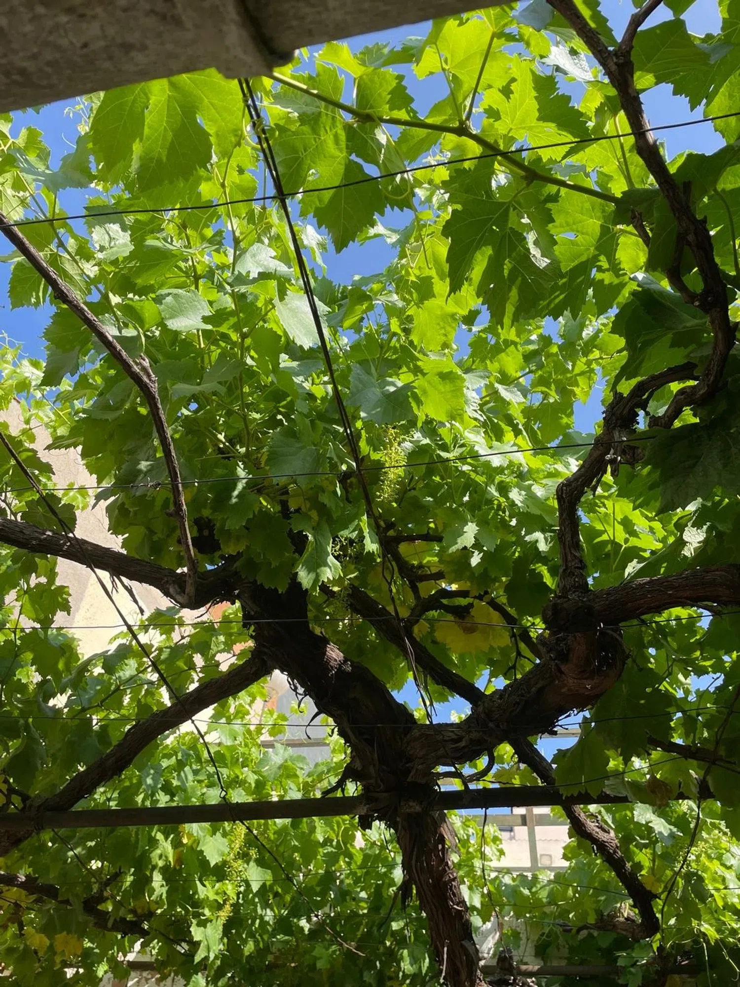 Chalet pareado en Colonia Torres Garrido, 49 - Foto 6