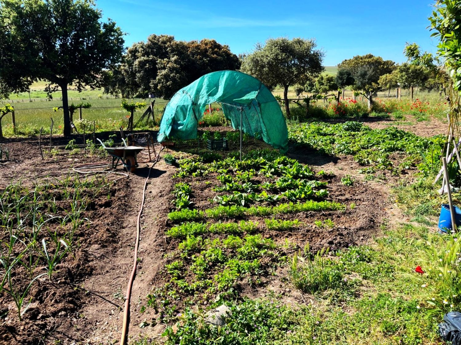 Finca rústica en Avenida de Constitución s/n - Foto 32