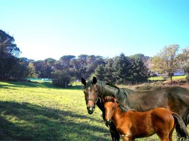 Chalet en Montbarbat - Foto 5
