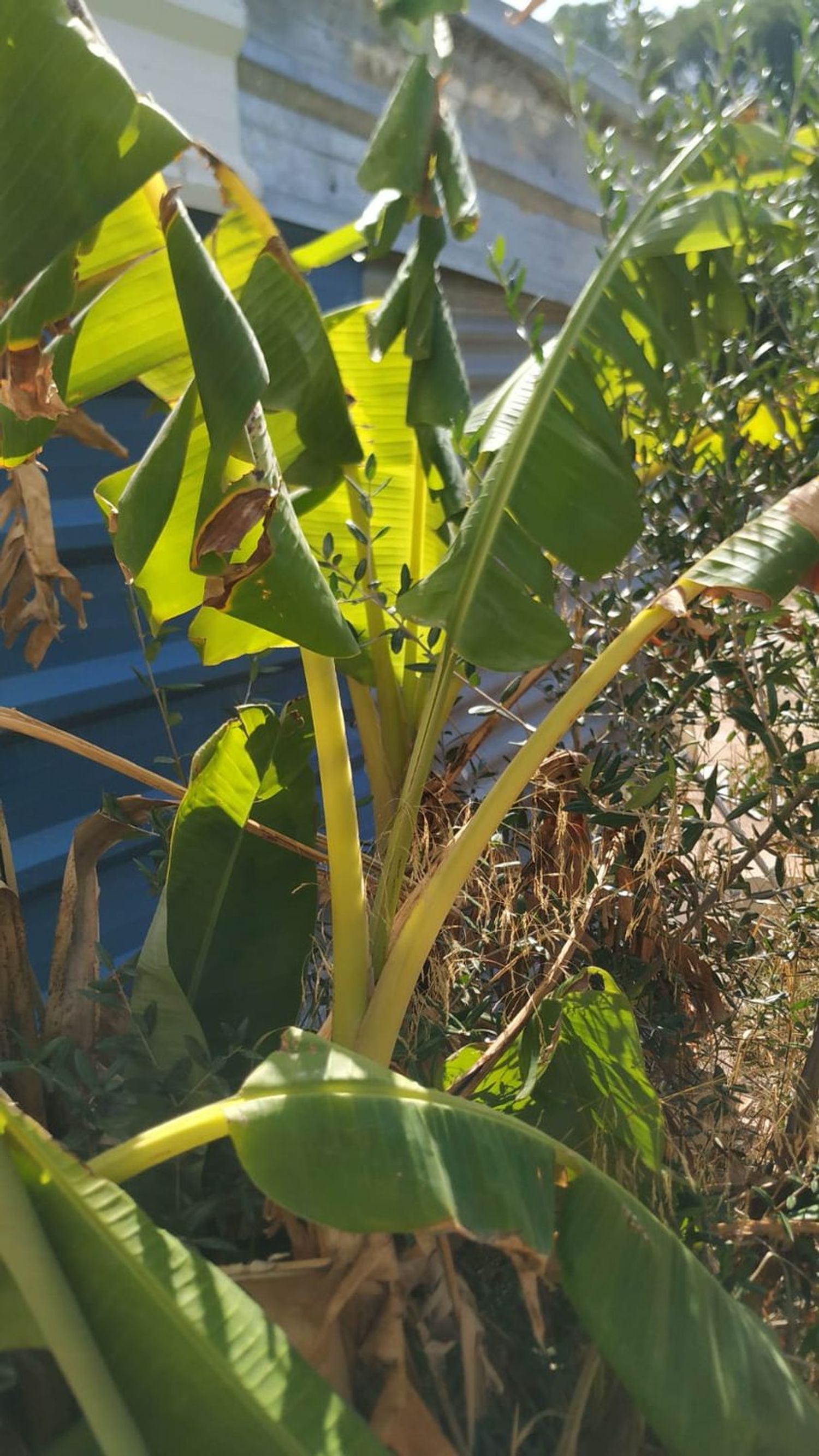 Finca rústica en Diseminados dirección a Puñanilla s/n - Foto 18