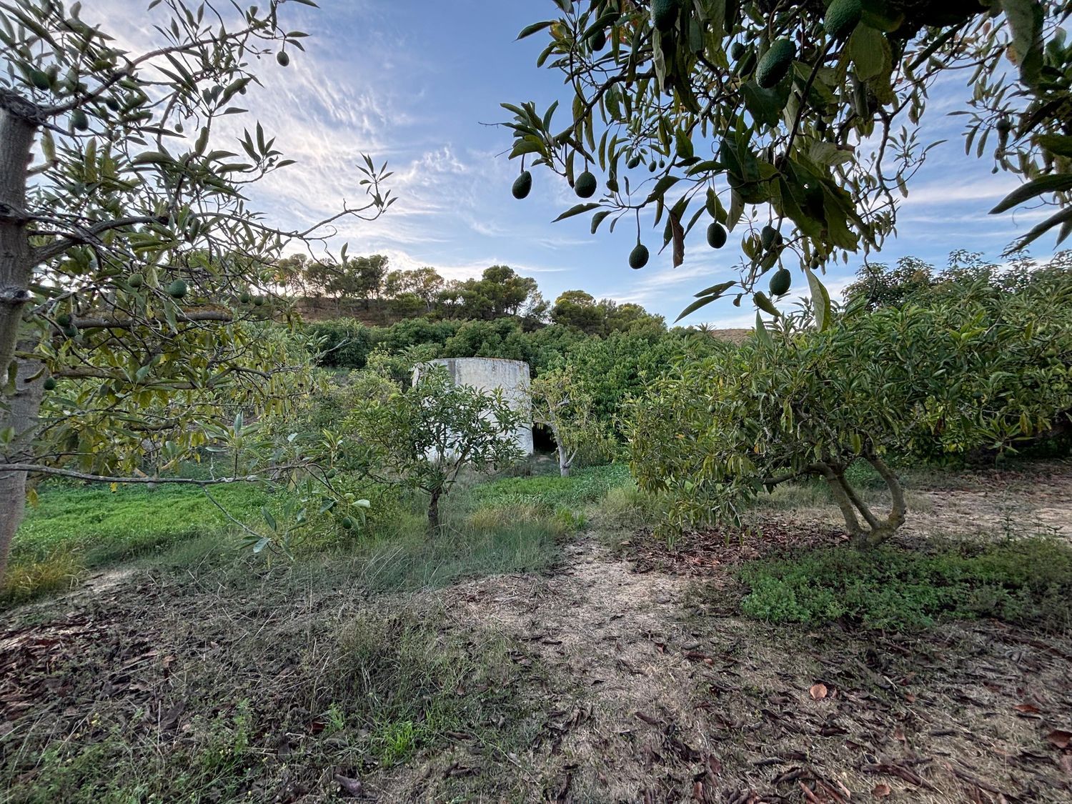 Finca rústica en Diseminado Diseminados, 544, Avda Pescia - Ctra de Frigiliana, Avda Pescia - Ctra de Frigiliana - Foto 13