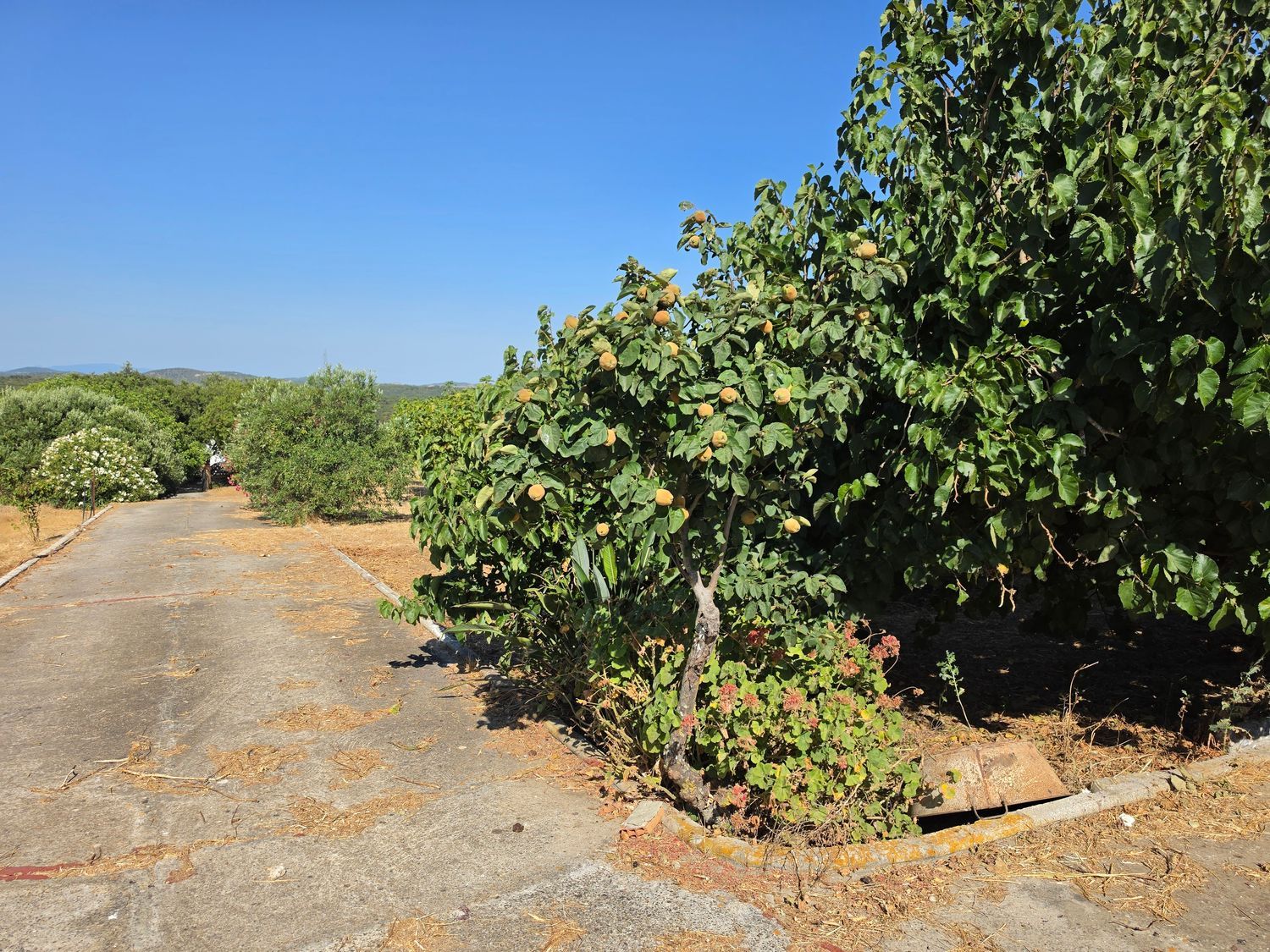 Finca rústica en Vereda de la Tarde, 3, Núcleo Urbano, Núcleo Urbano - Foto 24