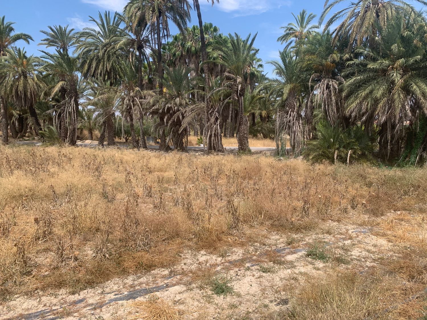 Finca rústica en Carretera de Elche a Casas del León, 30, Algoda-Matola-Llano de San José, Algoda-Matola-Llano de San José - Foto 18