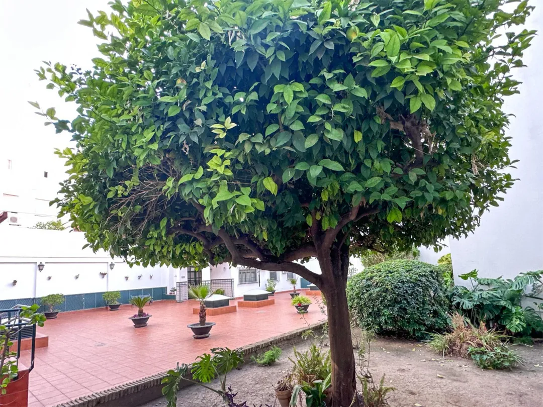 Planta baja en  Calle Muñoz Torrero Nº2 - Foto 5