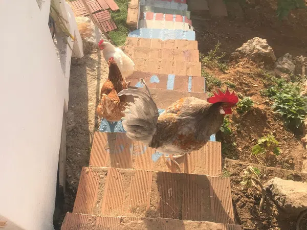 Casa rural en Pasaje de la Sierra, 10, Cortijo de Maza-Finca Monsalvez-El Olivar - Foto 5