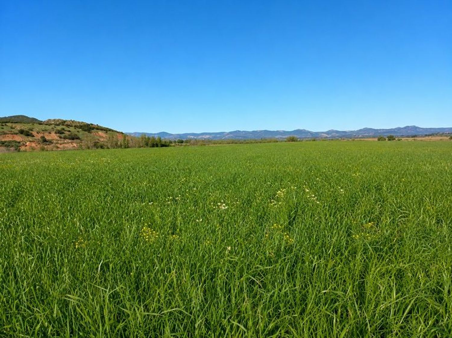 Cortijo en Carretera Ciudad Real-Murcia s/n - Foto 6