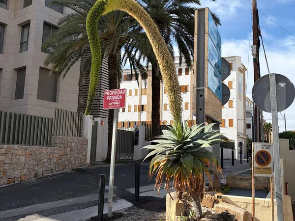 Estudio en Avenida de Lepanto, 16, Puerto, Puerto - Foto 15