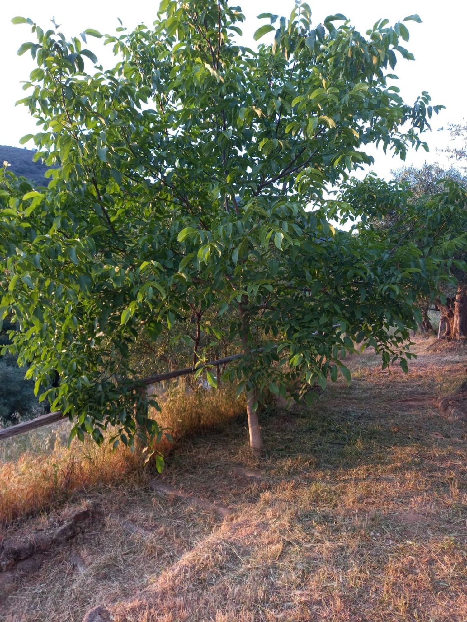 Finca rústica en Calle Abajo, 37 - Foto 27