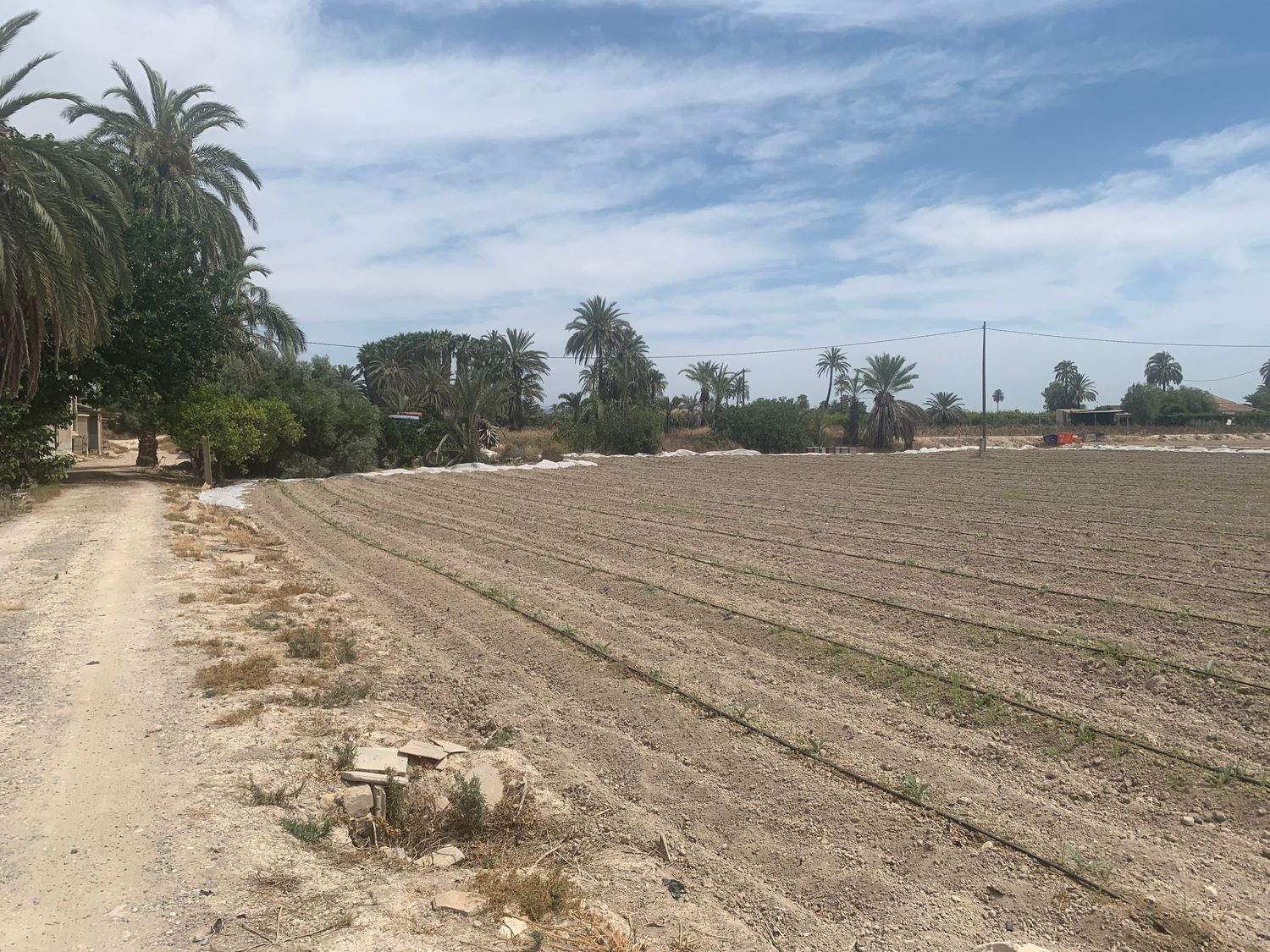 Finca rústica en Carretera de Elche a Casas del León, 30, Algoda-Matola-Llano de San José, Algoda-Matola-Llano de San José - Foto 3