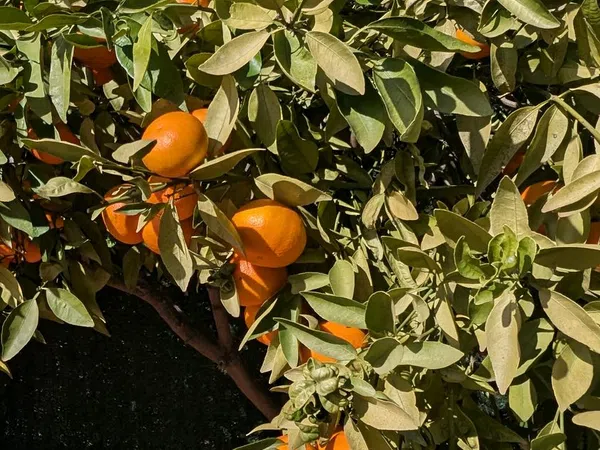 Casa independiente en Barrio Pinares de San Antón - Foto 15