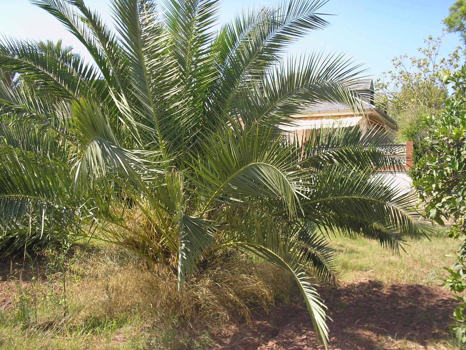 Casa o chalet independiente en Calle Venezuela, 2, Los Pinares-La Masía, Los Pinares-La Masía - Foto 6