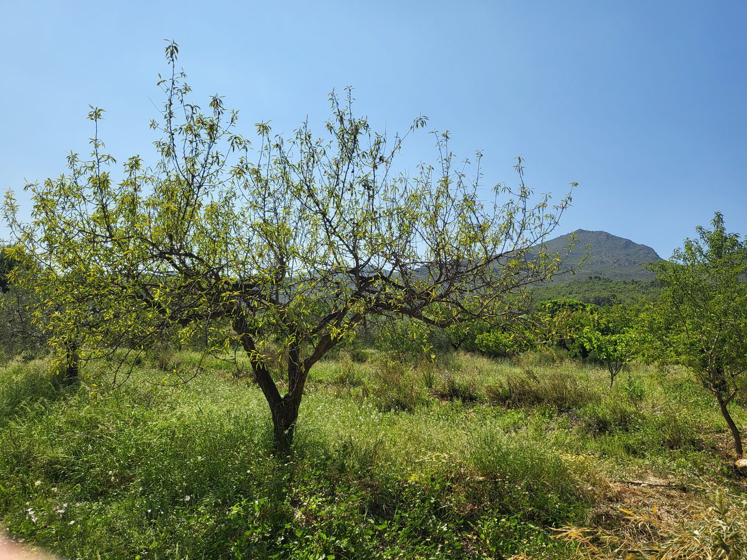 Cortijo en Cortijo en El Roble s/n - Foto 27