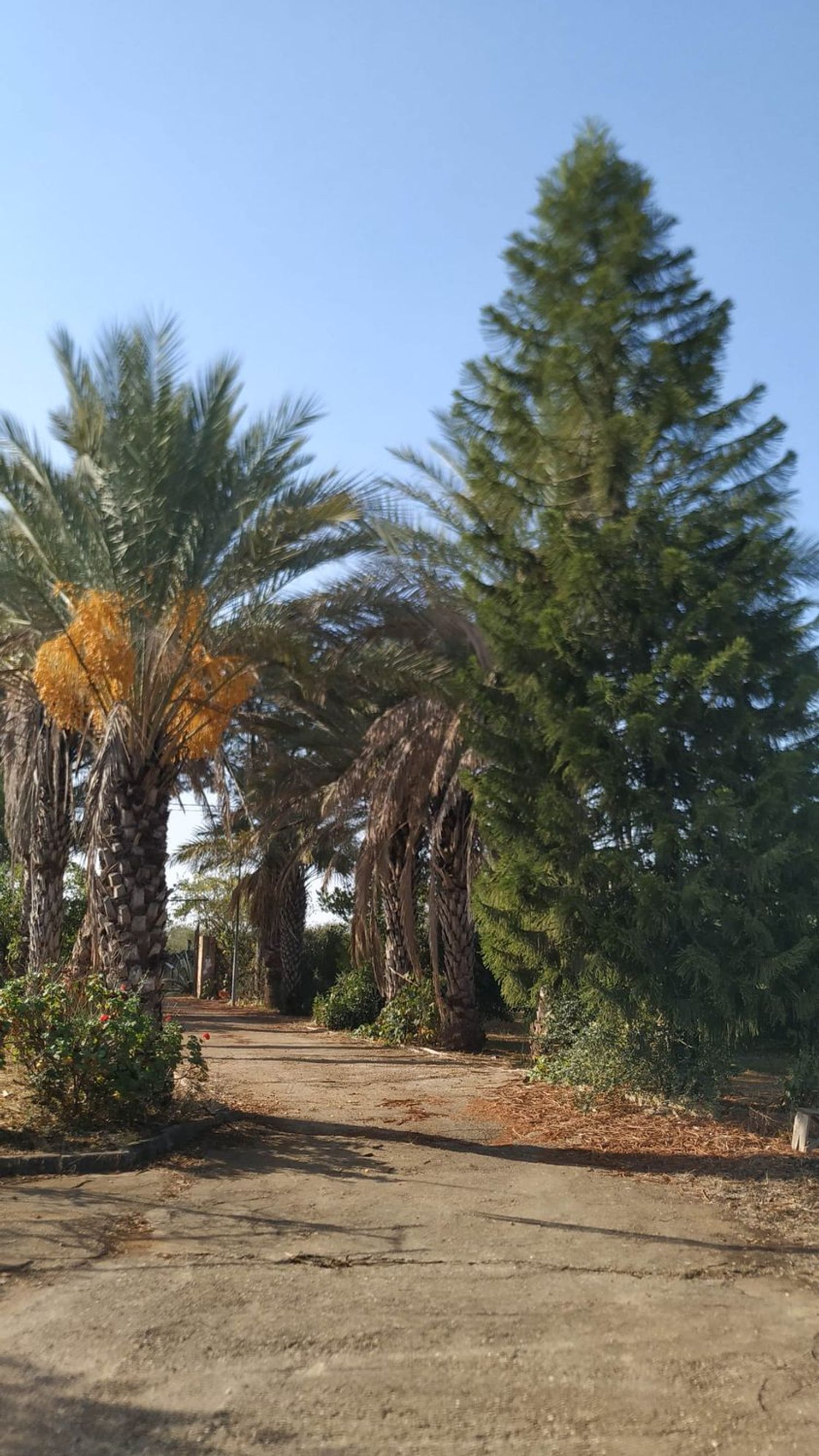 Finca rústica en Diseminados dirección a Puñanilla s/n - Foto 16