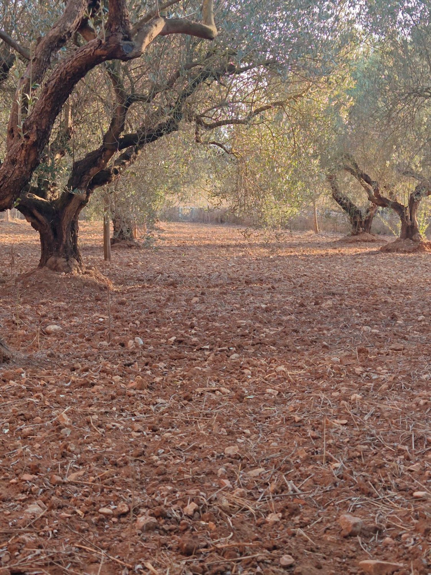 Finca rústica en Partida Fondos, 187 - Foto 4