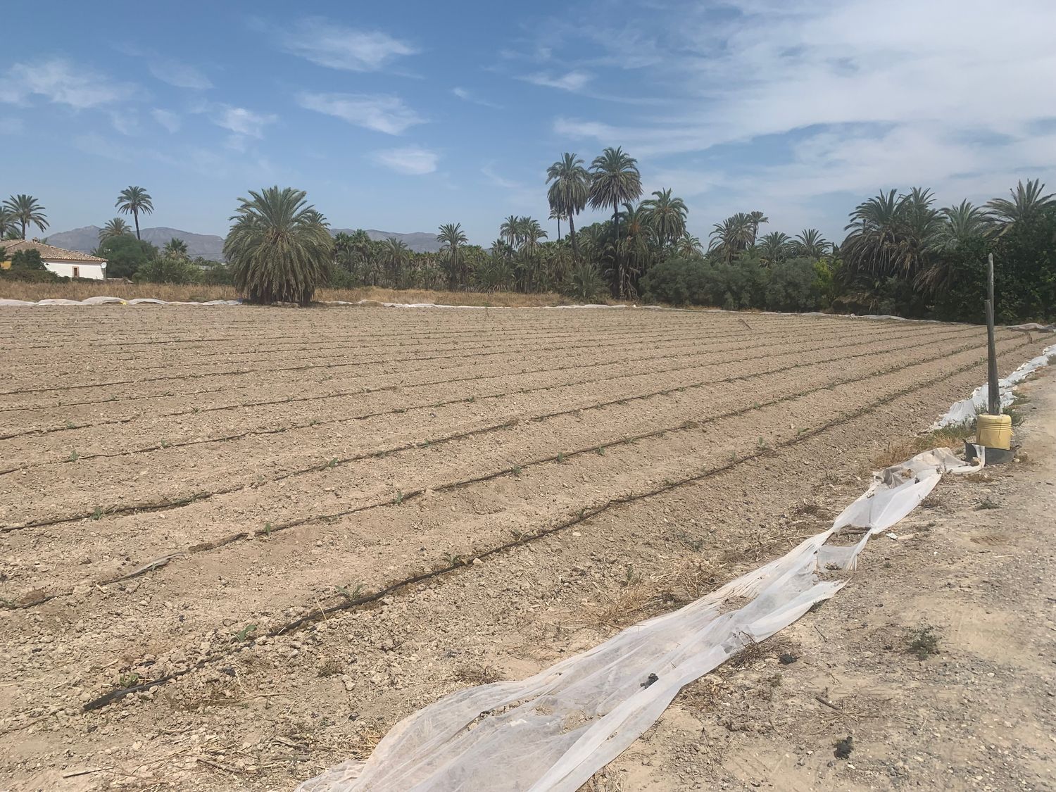 Finca rústica en Carretera de Elche a Casas del León, 30, Algoda-Matola-Llano de San José, Algoda-Matola-Llano de San José - Foto 10